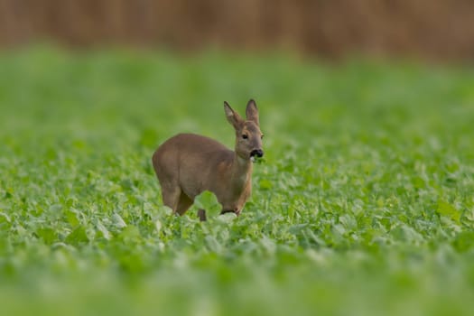 a beautiful doe doe standing on a green field in spring