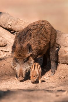 a wild boar family in a deciduous forest in spring