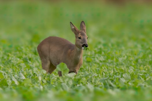 a beautiful doe doe standing on a green field in spring