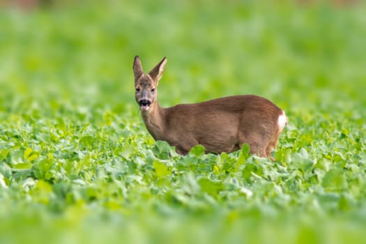 a young roebuck stands on a green field in spring