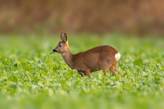 a young roebuck stands on a green field in spring