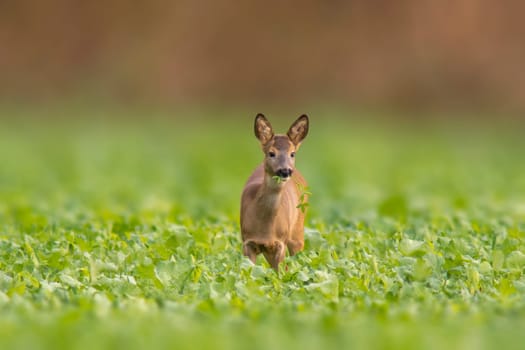 a beautiful doe doe standing on a green field in spring