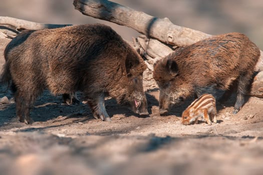a wild boar family in a deciduous forest in spring