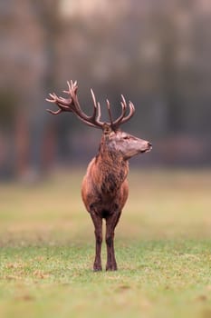 a handsome red deer buck stands in a meadow