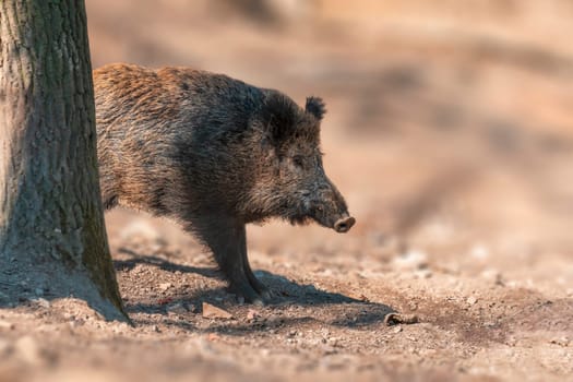 one a wild boar in a deciduous forest in autumn