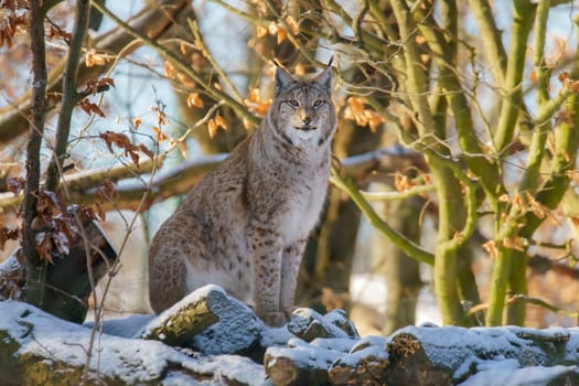 one handsome lynx in snowy winter forest