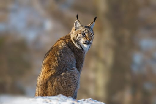 one handsome lynx in snowy winter forest