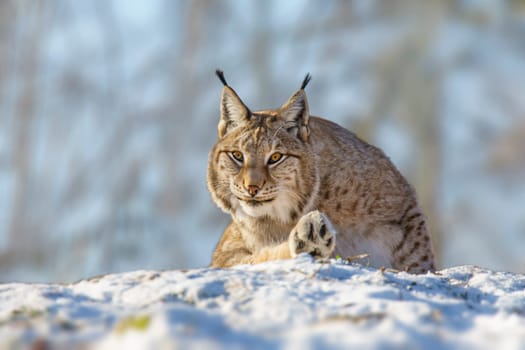 one handsome lynx in snowy winter forest