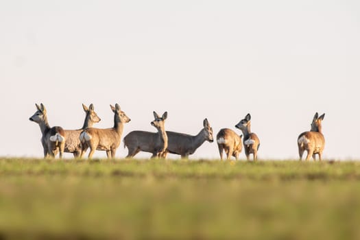 a group of roe deer in a field in autumn