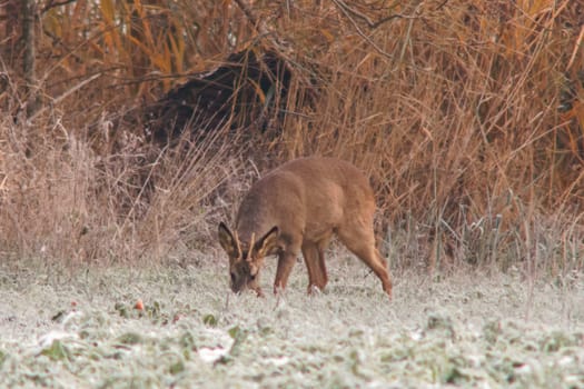 a young roebuck stands on a snowy field in winter