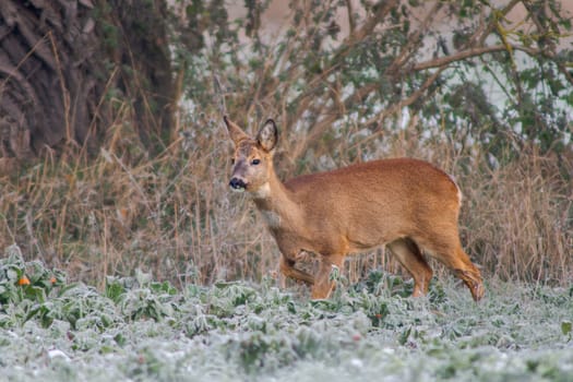 a adult roe deer doe stands on a frozen field in winter