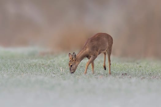 a adult roe deer doe stands on a frozen field in winter