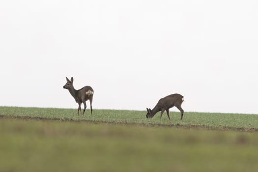 a group of roe deer in a field in autumn