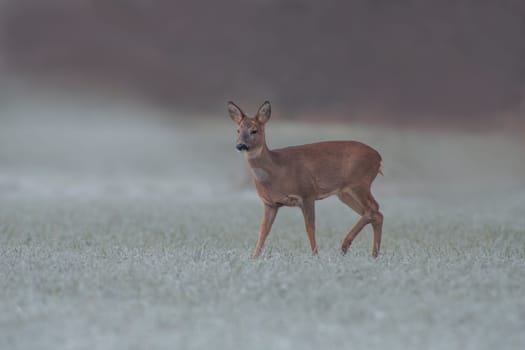 a adult roe deer doe stands on a frozen field in winter