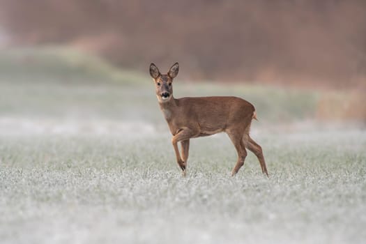 a adult roe deer doe stands on a frozen field in winter