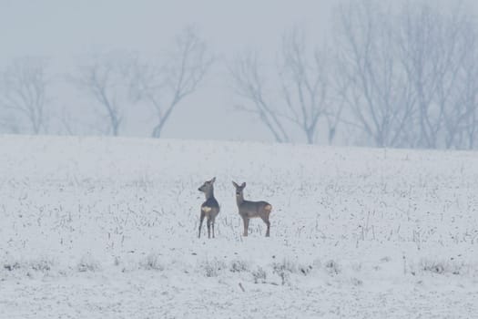 a group of deer in a field in winter