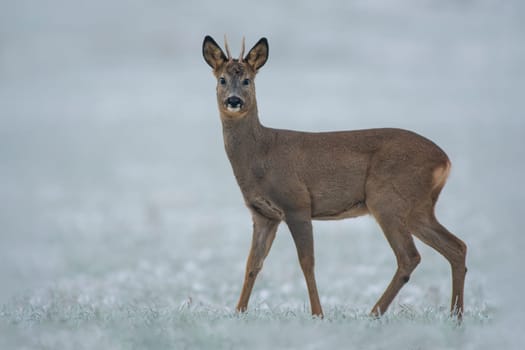 a young roebuck stands on a snowy field in winter