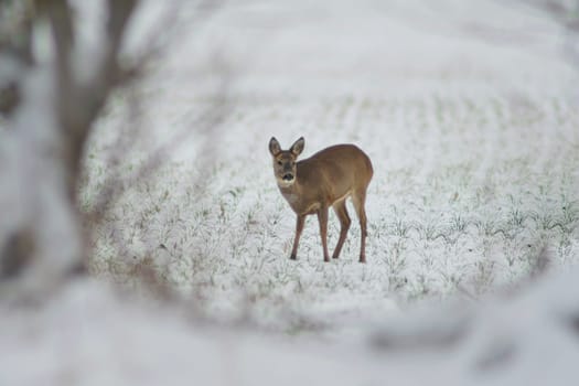 a adult roe deer doe stands on a frozen field in winter