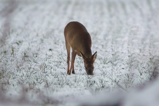 a adult roe deer doe stands on a frozen field in winter