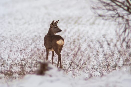 a young roebuck stands on a snowy field in winter