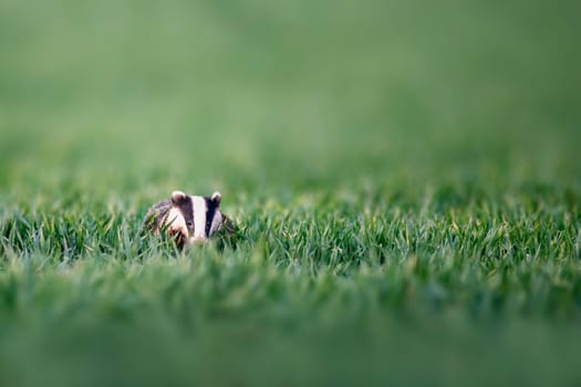 a badger runs across a wheat field at dusk