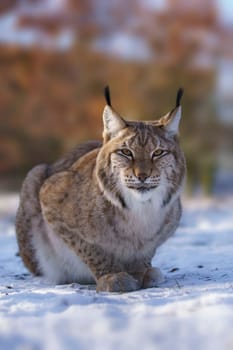 one handsome lynx in snowy winter forest