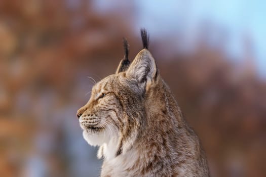 one handsome lynx in snowy winter forest