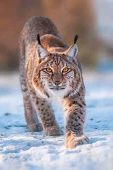 one handsome lynx in snowy winter forest