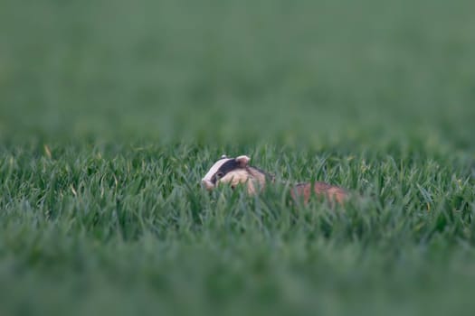a badger runs across a wheat field at dusk