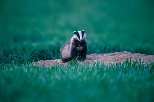 A badger sits at its burrow in a wheat field at dusk