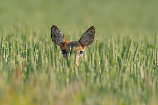 a beautiful roe deer doe stands in a green wheat field in summer