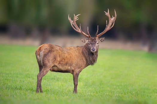 a handsome red deer buck stands in a meadow