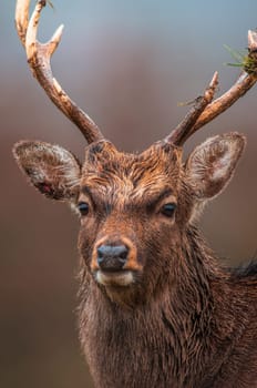 a portrait of a pretty red deer buck