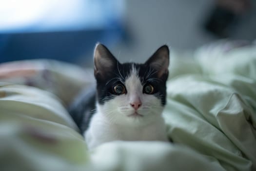 a young cute kitten curiously looks at the camera