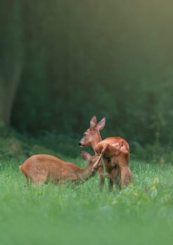 a deer doe with her fawn on a meadow in summer