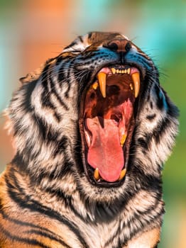 a handsome tiger shows his teeth and yawns