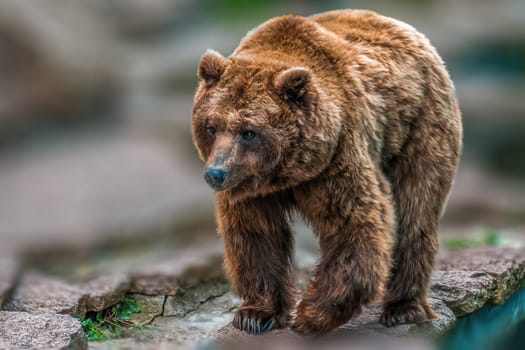 a big adult brown bear in a zoo