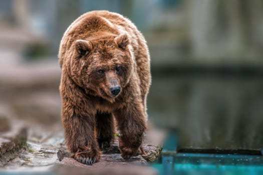 a big adult brown bear in a zoo