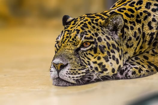 a jaguar is laying around and relaxing