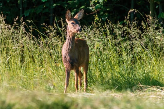 a beautiful roe deer doe stands on a meadow in summer