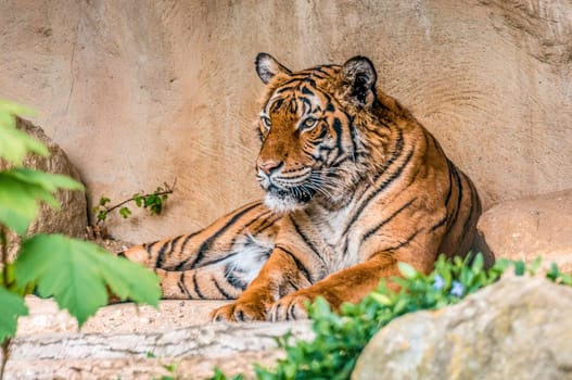 a handsome young tiger is lying around and relaxing