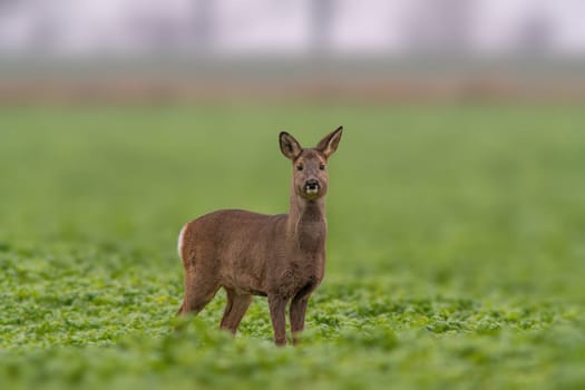 a beautiful doe doe standing on a green field in spring