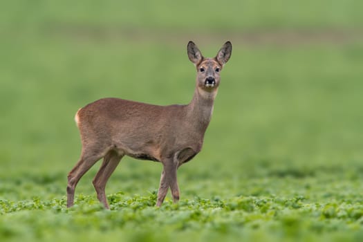 a beautiful doe doe standing on a green field in spring