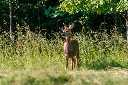 a beautiful roe deer doe stands on a meadow in summer