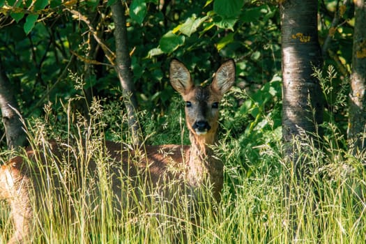 a beautiful roe deer doe stands on a meadow in summer