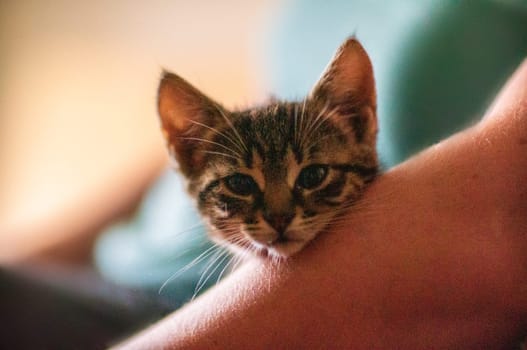 a young cute kitten cuddles with his human