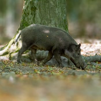 one a wild boar in a deciduous forest in autumn