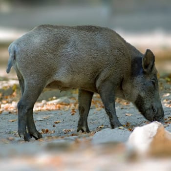 one a wild boar in a deciduous forest in autumn