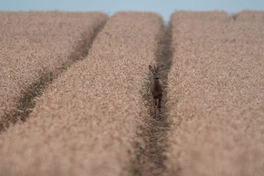 a young roebuck looking out of a wheat field in summer