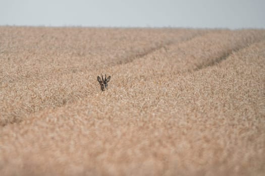 a young roebuck looking out of a wheat field in summer